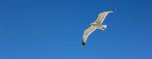Möwe auf Borkum